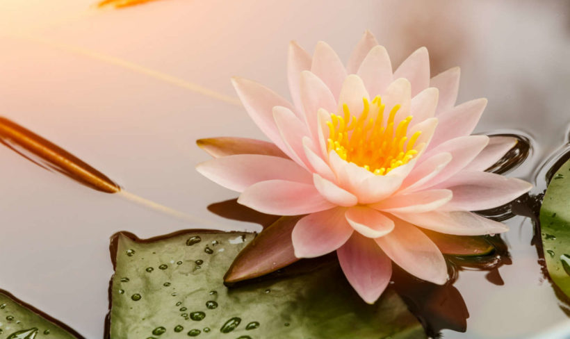 significado de la flor de loto